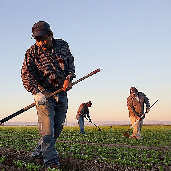 Reforma Laboral de los trabajadores del campo